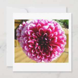 Dahlia Dahlia Dahlia Note Card