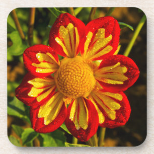 Dahlia, dahlia farm, Canby, Oregon, USA 1 Coaster