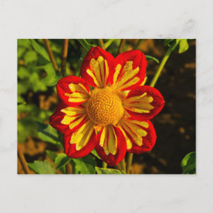 Dahlia, dahlia farm, Canby, Oregon, USA 1 Postcard