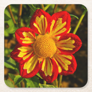Dahlia, dahlia farm, Canby, Oregon, USA 1 Square Paper Coaster