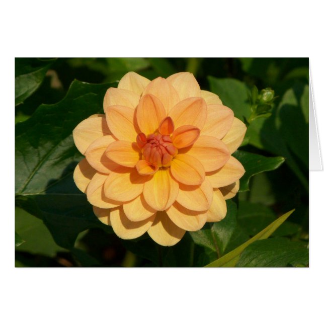 Dahlia 'David Howard' (Front Horizontal)