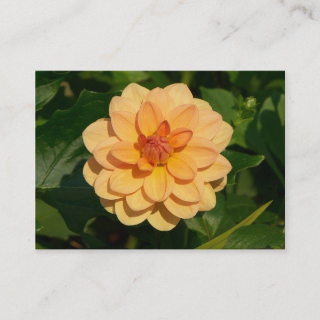 Dahlia 'David Howard' Business Card (Front)