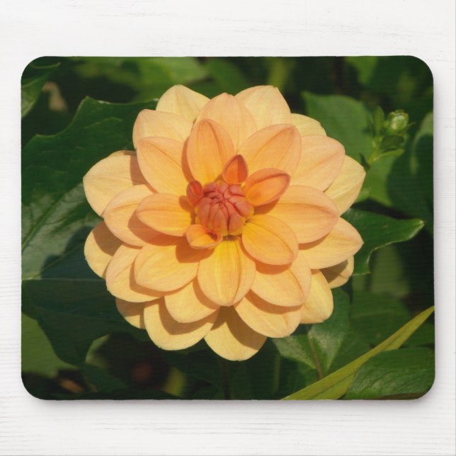 Dahlia 'David Howard' Mouse Pad (Front)