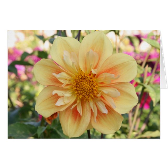 Dahlia, E Z Duzzit 2 (Front Horizontal)