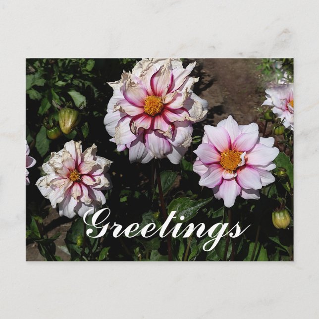 Dahlia Edge of Joy #1 Postcard (Front)