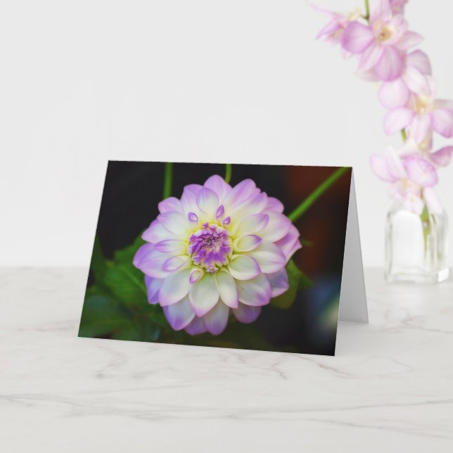 Dahlia Eveline Blank Greeting Card (Orchid)