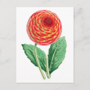 Dahlia, Flambeau Postcard