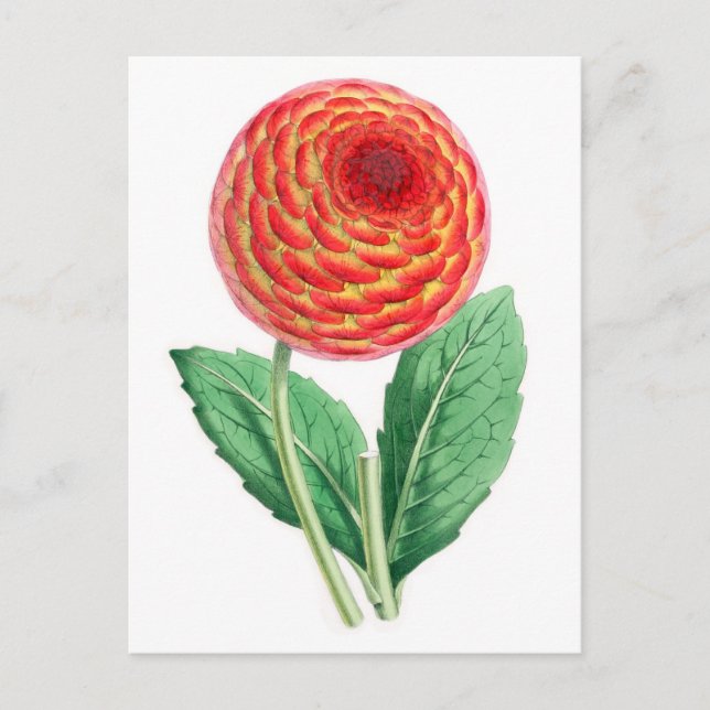 Dahlia, Flambeau Postcard (Front)