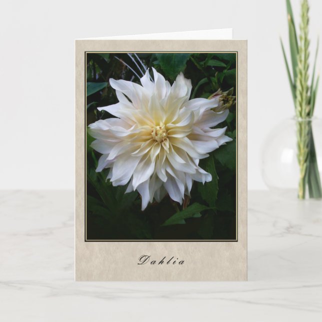 Dahlia - Floral Series Card (Front)