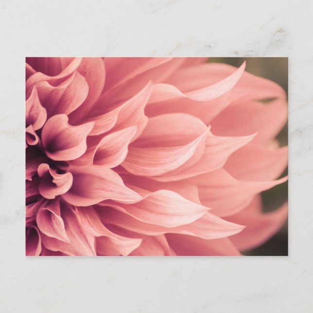 Dahlia Flower Blossom Postcard (Front)