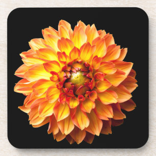 Dahlia flower coaster