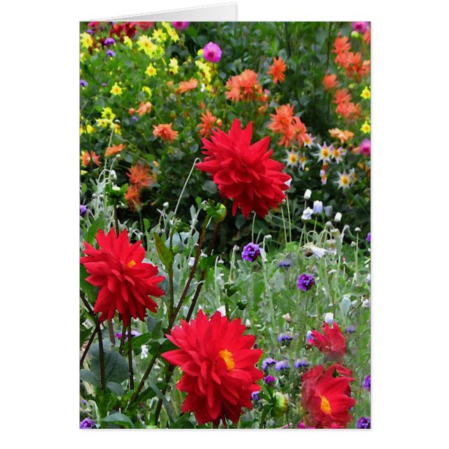 Dahlia Flower Garden Card (Front)