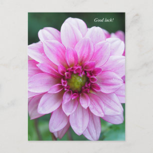 Dahlia flower. Good luck Holiday Postcard