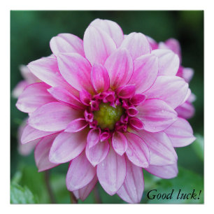 Dahlia flower. Good luck! Poster