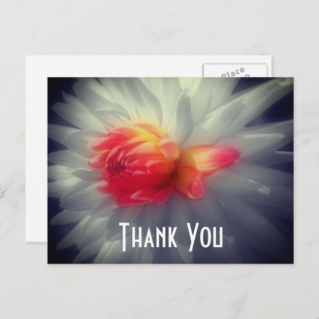 Dahlia Flower Partial Colour Thank You Postcard (Front/Back)