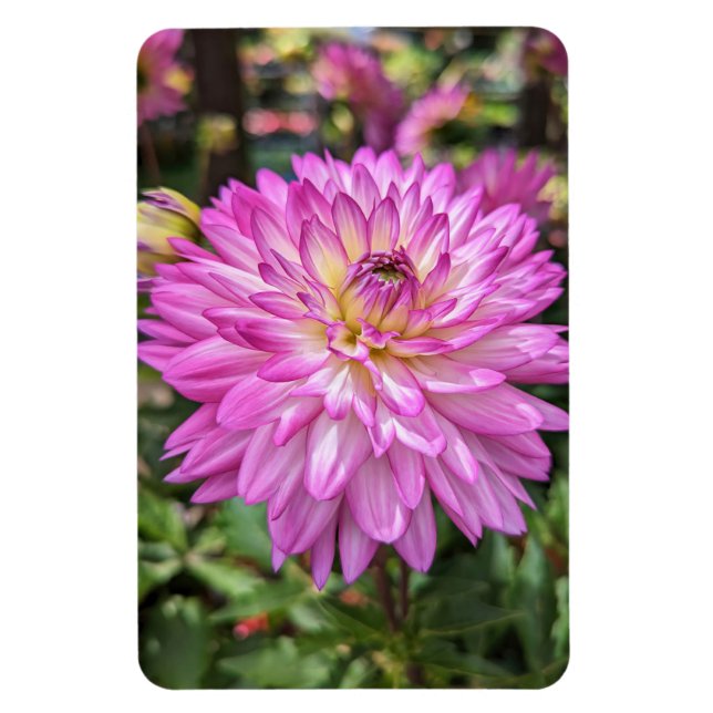 Dahlia Flower Photo Magnet (Vertical)
