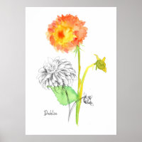 Dahlia Flower Plant Botanical Drawing Floriography