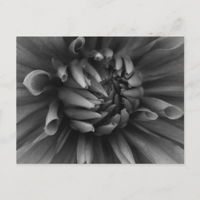 Dahlia Flower Postcard (Front)