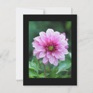 Dahlia flower postcard