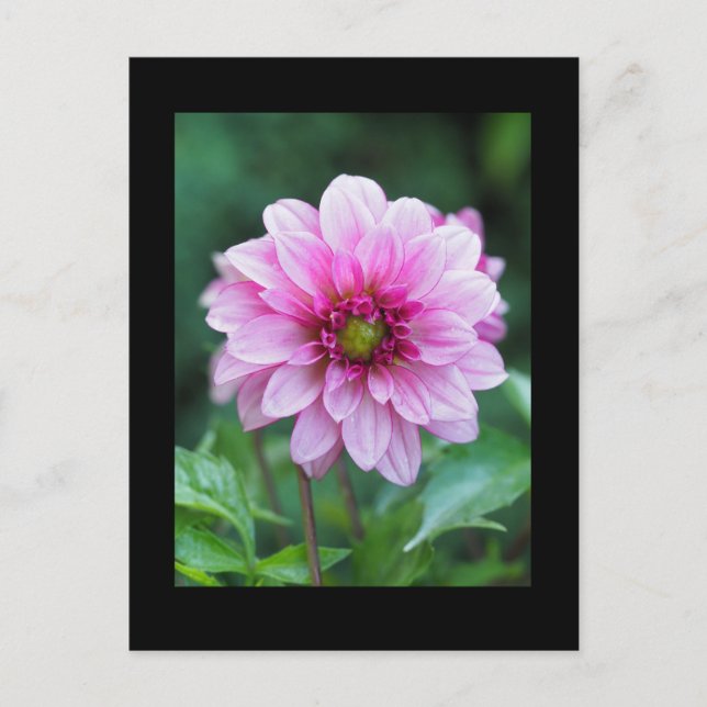 Dahlia flower postcard (Front)