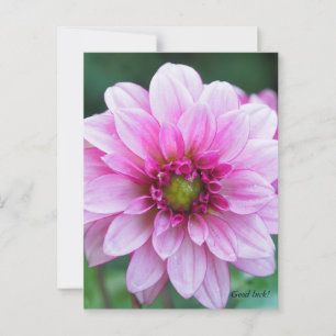 Dahlia flower postcard