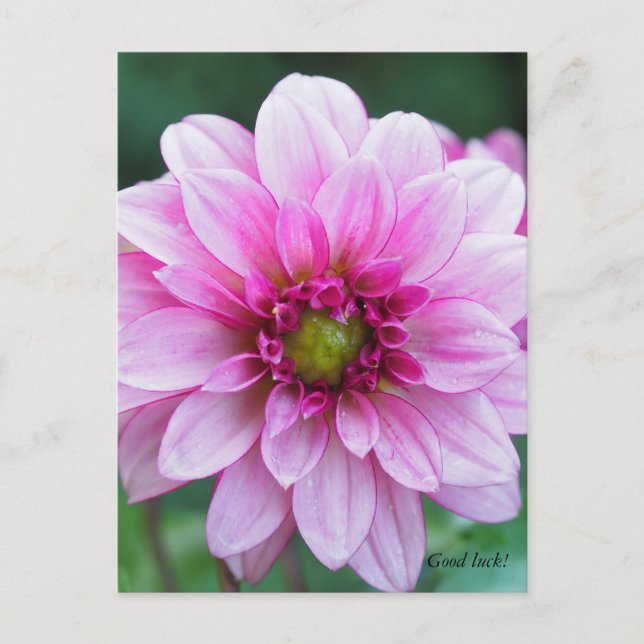 Dahlia flower postcard (Front)