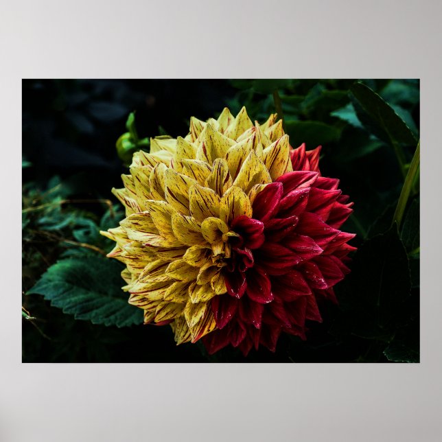 Dahlia flower poster (Front)