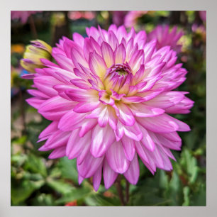 Dahlia Flower Poster