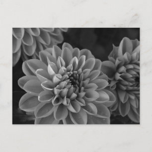 Dahlia Flowers (black & white) Postcard