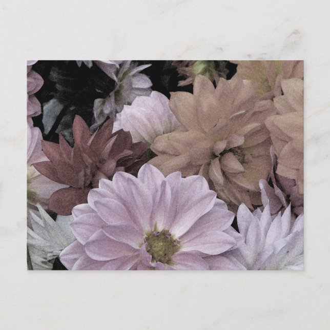 Dahlia Garden Flowers Floral Abstract Postcard (Front)
