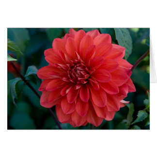 Dahlia, Groovy