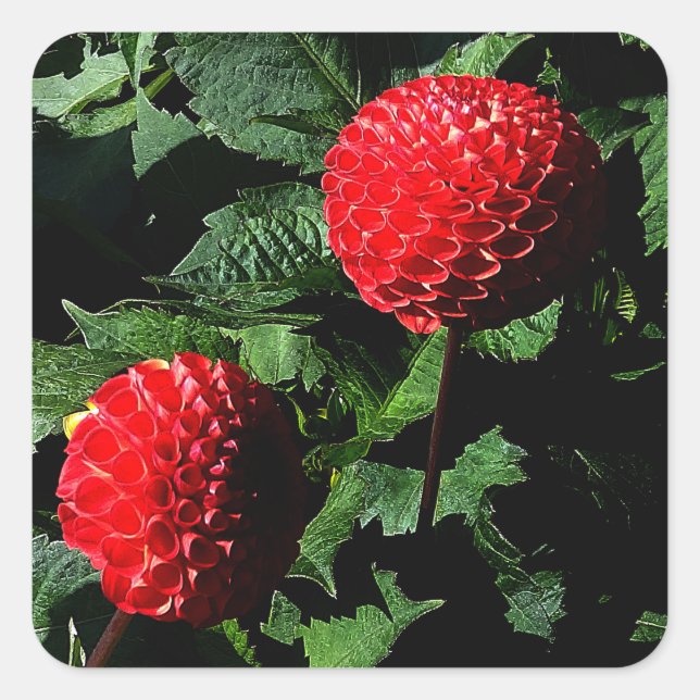 Dahlia Irish Glow #1-2 Stickers (Front)