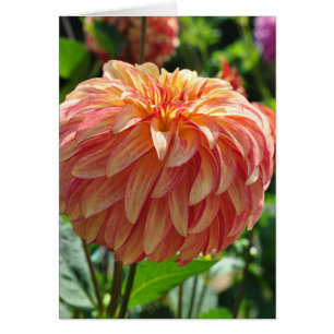 Dahlia - Irish Pinwheel