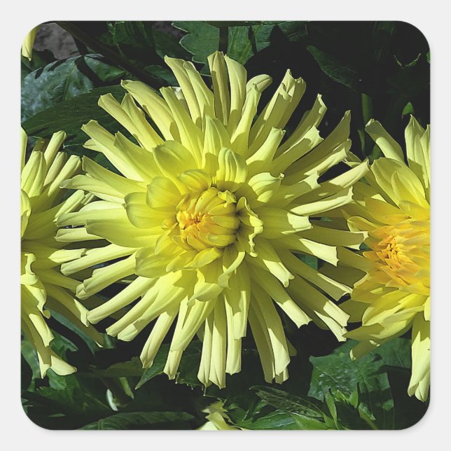 Dahlia Lakeview Glow #1-2 Stickers (Front)