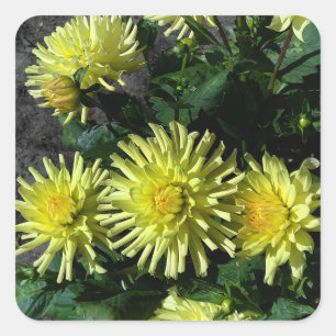 Dahlia Lakeview Glow #1 Stickers