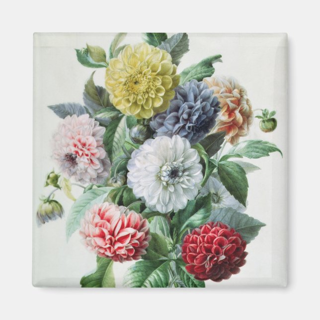 Dahlia Magnet (Front)