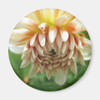 Dahlia Magnet