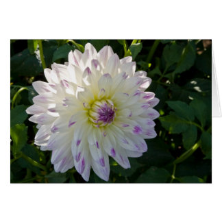 Dahlia, Margaret Ellen