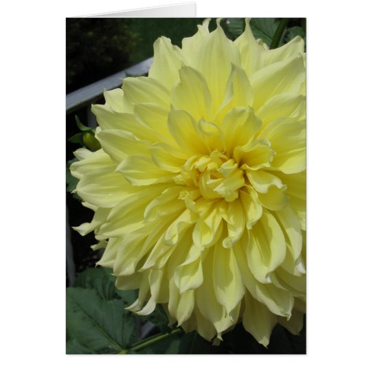 Dahlia Note Card