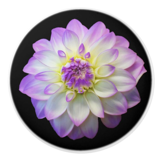 Dahlia on Black Ceramic Knob (Front)