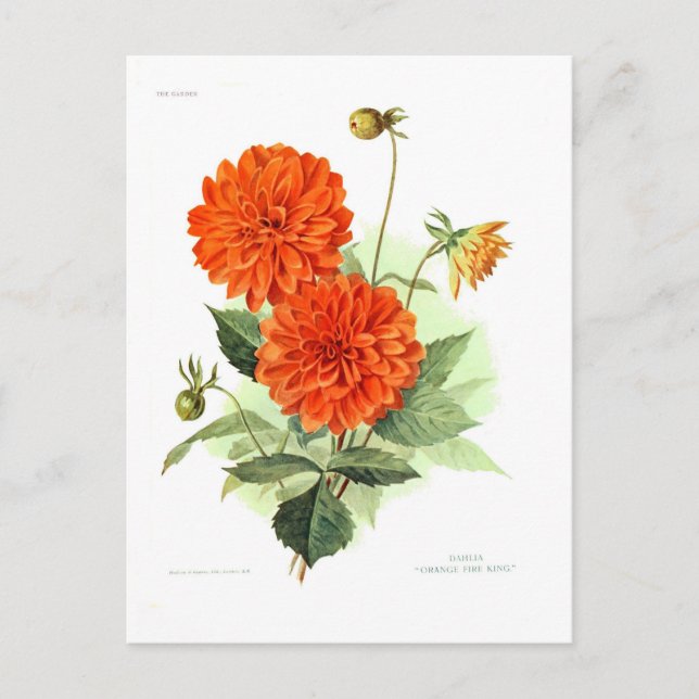 Dahlia 'Orange Fire King' Postcard (Front)