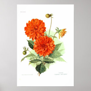 Dahlia 'Orange Fire King' Poster
