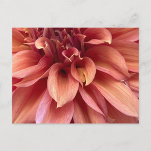Dahlia post card