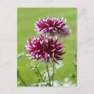 Dahlia Postcard