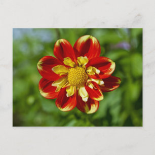 Dahlia Postcard