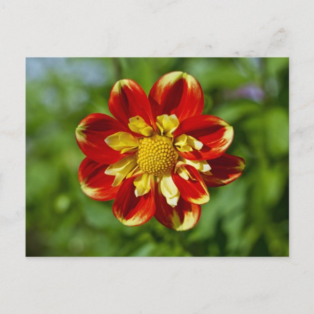 Dahlia Postcard (Front)