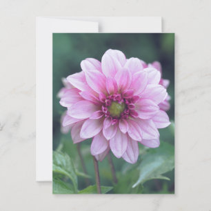 Dahlia Postcard
