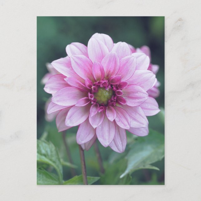 Dahlia Postcard (Front)