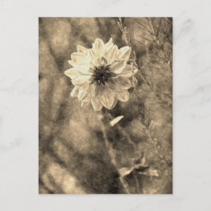 Dahlia Postcard