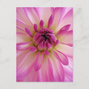 Dahlia Postcard
